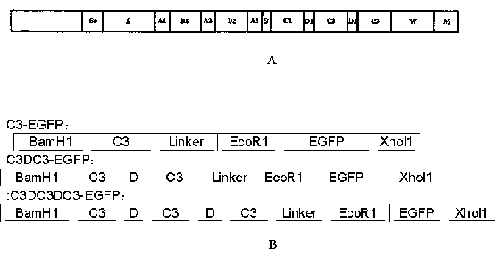 Multispecies universal detection protein with green fluorescence activity and application of universal detection protein