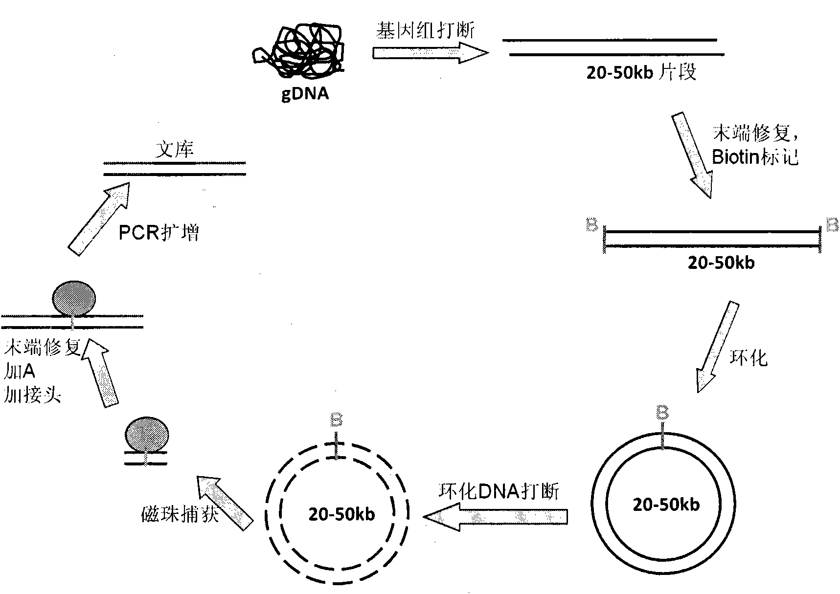 DNA (deoxyribonucleic acid) library and preparation method thereof, as well as DNA sequencing method and device