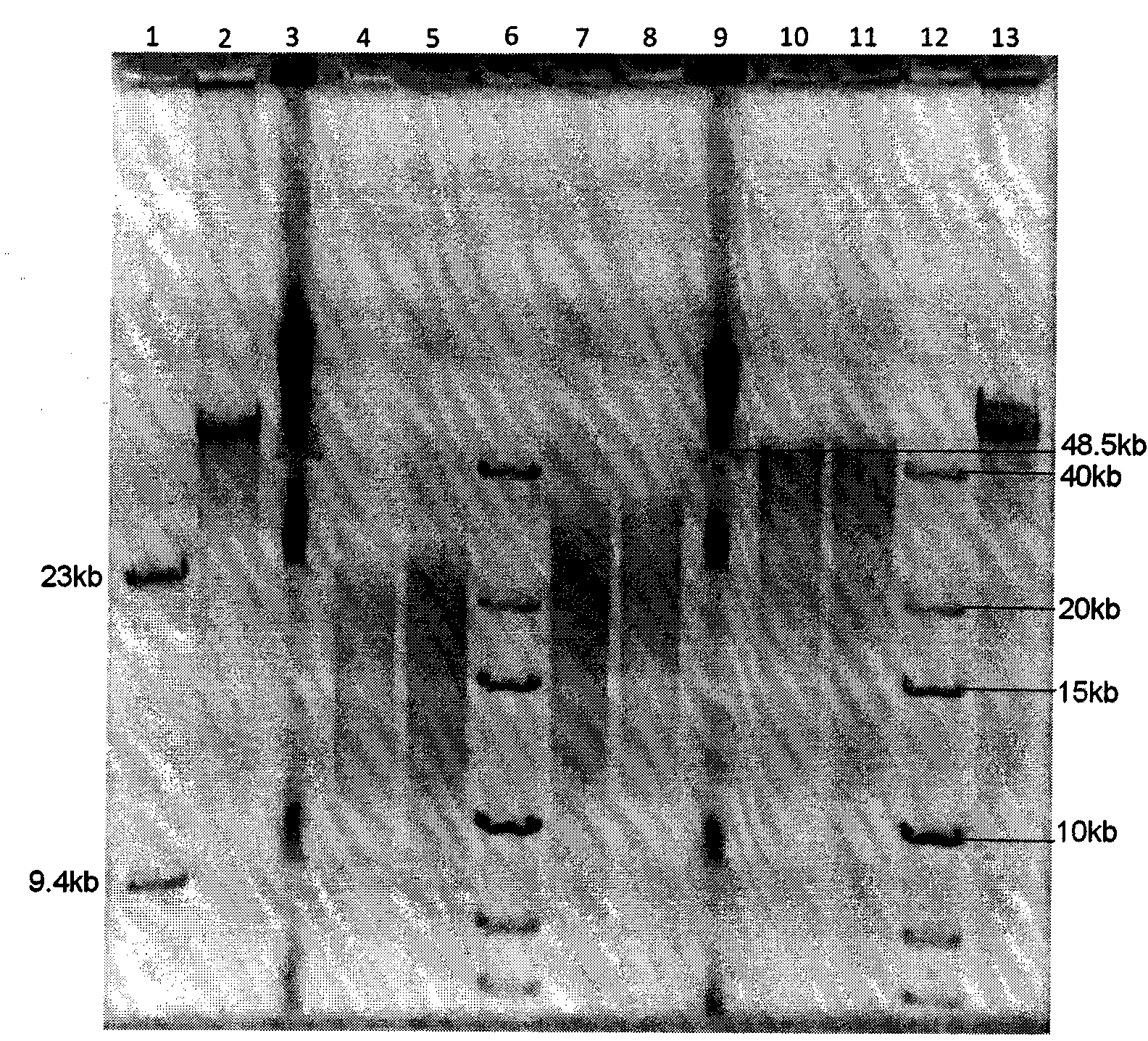 DNA (deoxyribonucleic acid) library and preparation method thereof, as well as DNA sequencing method and device