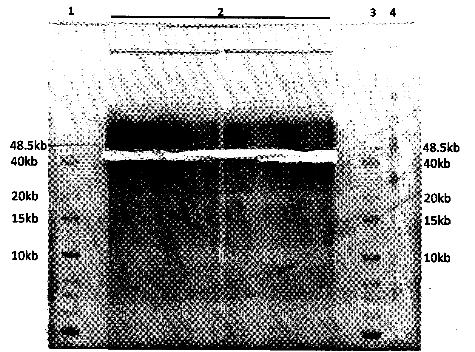 DNA (deoxyribonucleic acid) library and preparation method thereof, as well as DNA sequencing method and device