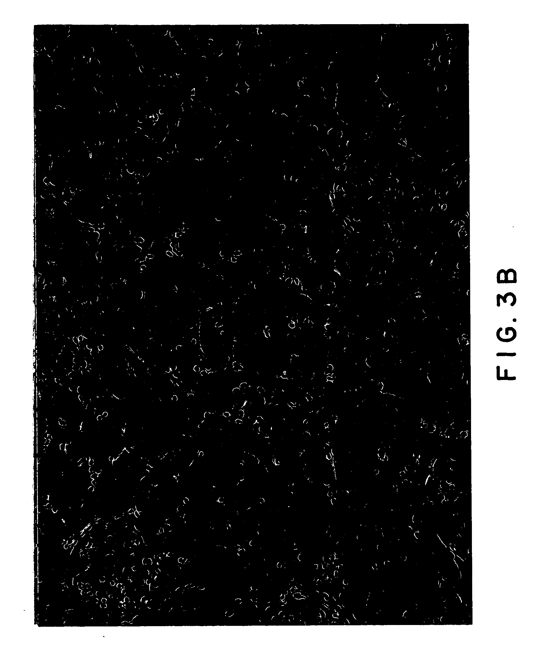 Composition for storing organ and method of storing organ