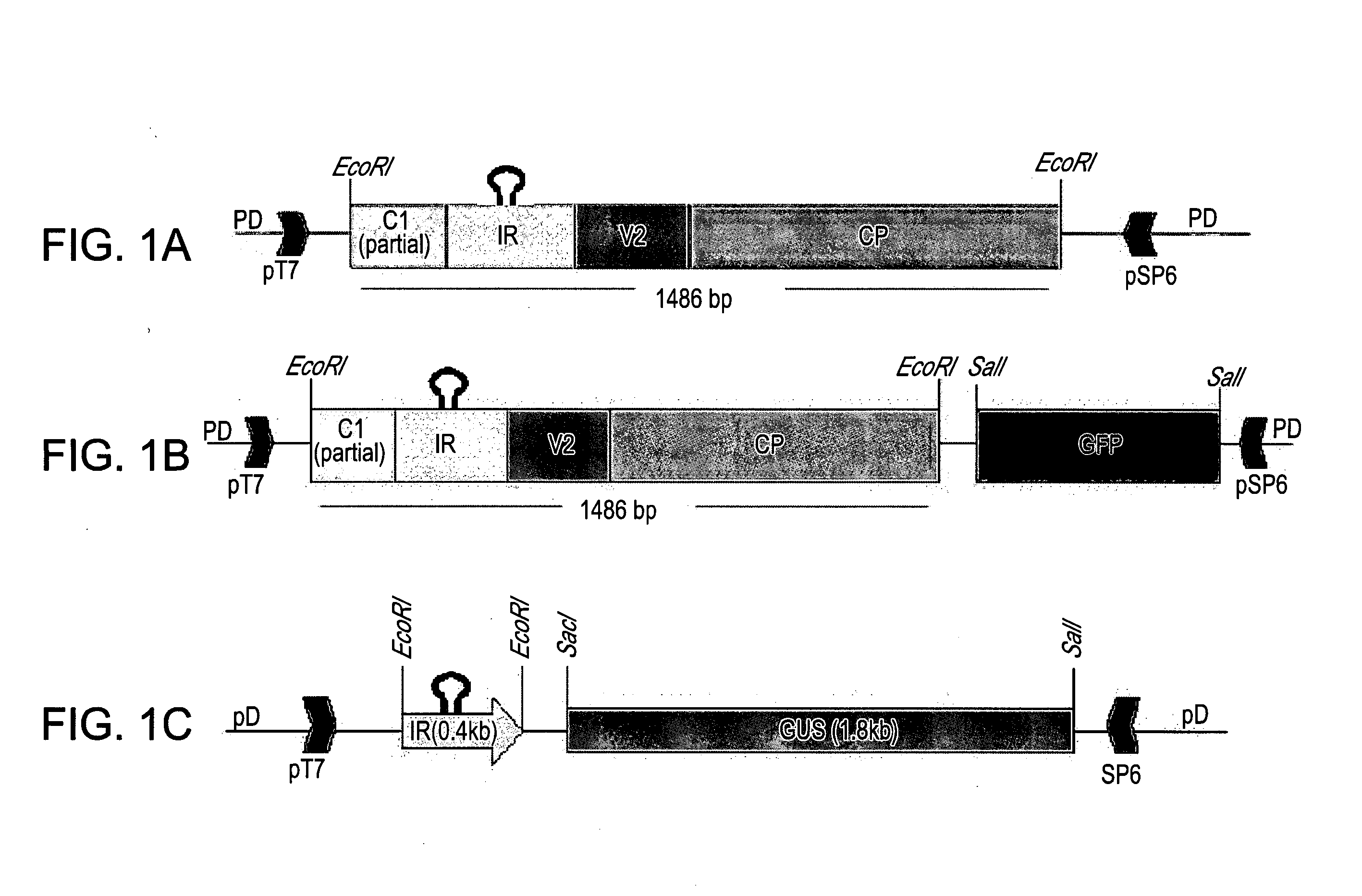 Plant expression constructs comprising and uses thereof