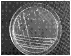 Bacillus amyloliquefaciens B011 for preventing and treating tobacco bacterial wilt and application thereof