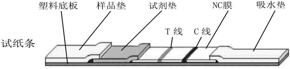 Fluorescent immunochromatographic detection kit for detecting clostridium perfringens and application thereof