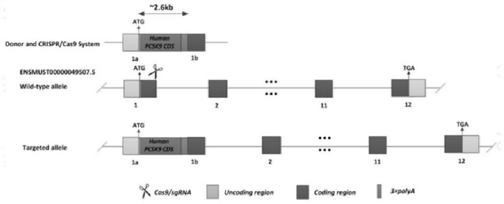 Construction method and application of PCSK9 humanized mouse model