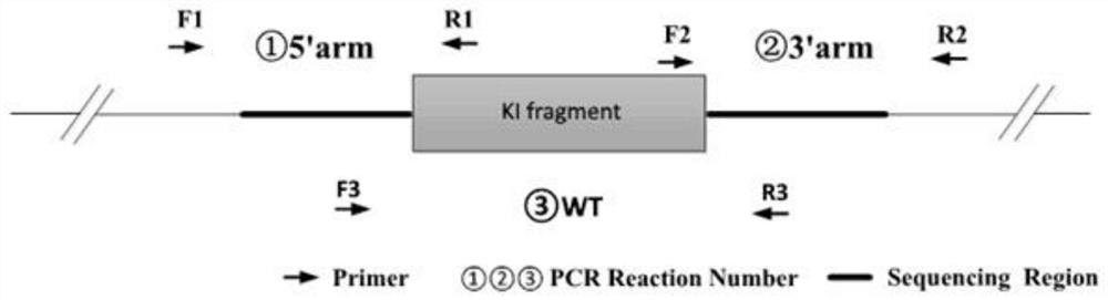 Construction method and application of PCSK9 humanized mouse model