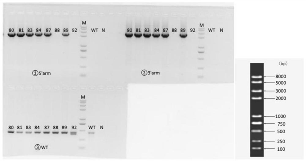 Construction method and application of PCSK9 humanized mouse model