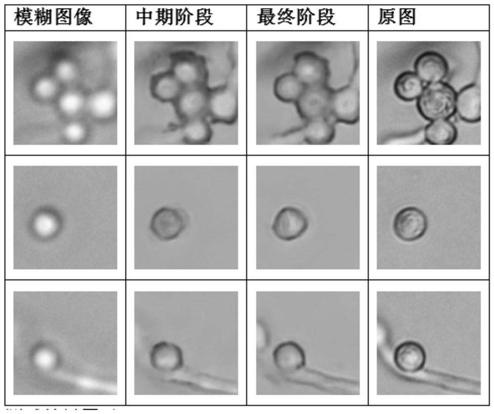 Spore germination rate calculation method and device and storage medium