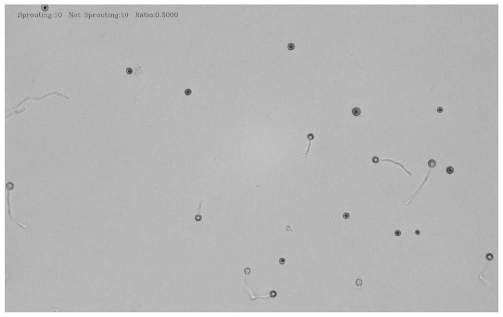 Spore germination rate calculation method and device and storage medium