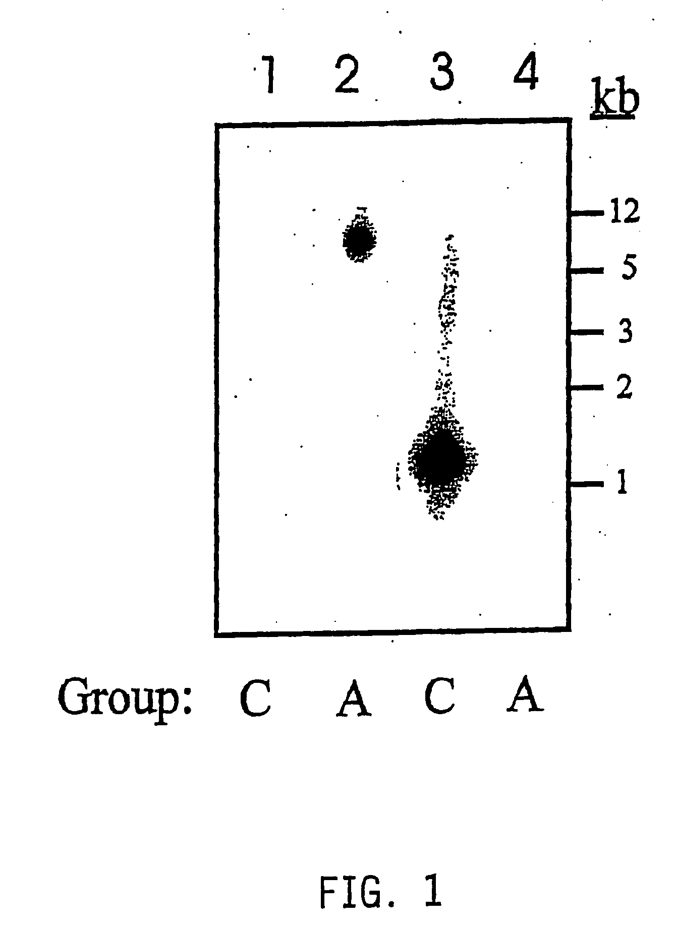 Hyaluronan synthase genes and expression thereof in Bacillus hosts