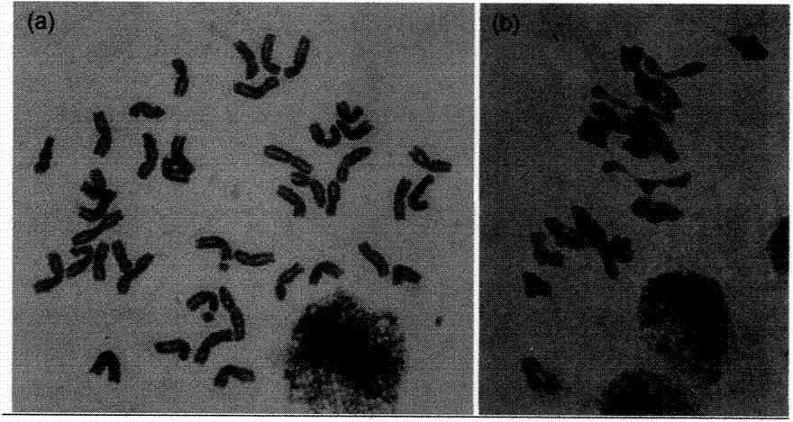 A method for identifying multiple heterosubstitution lines of wheat - limpet