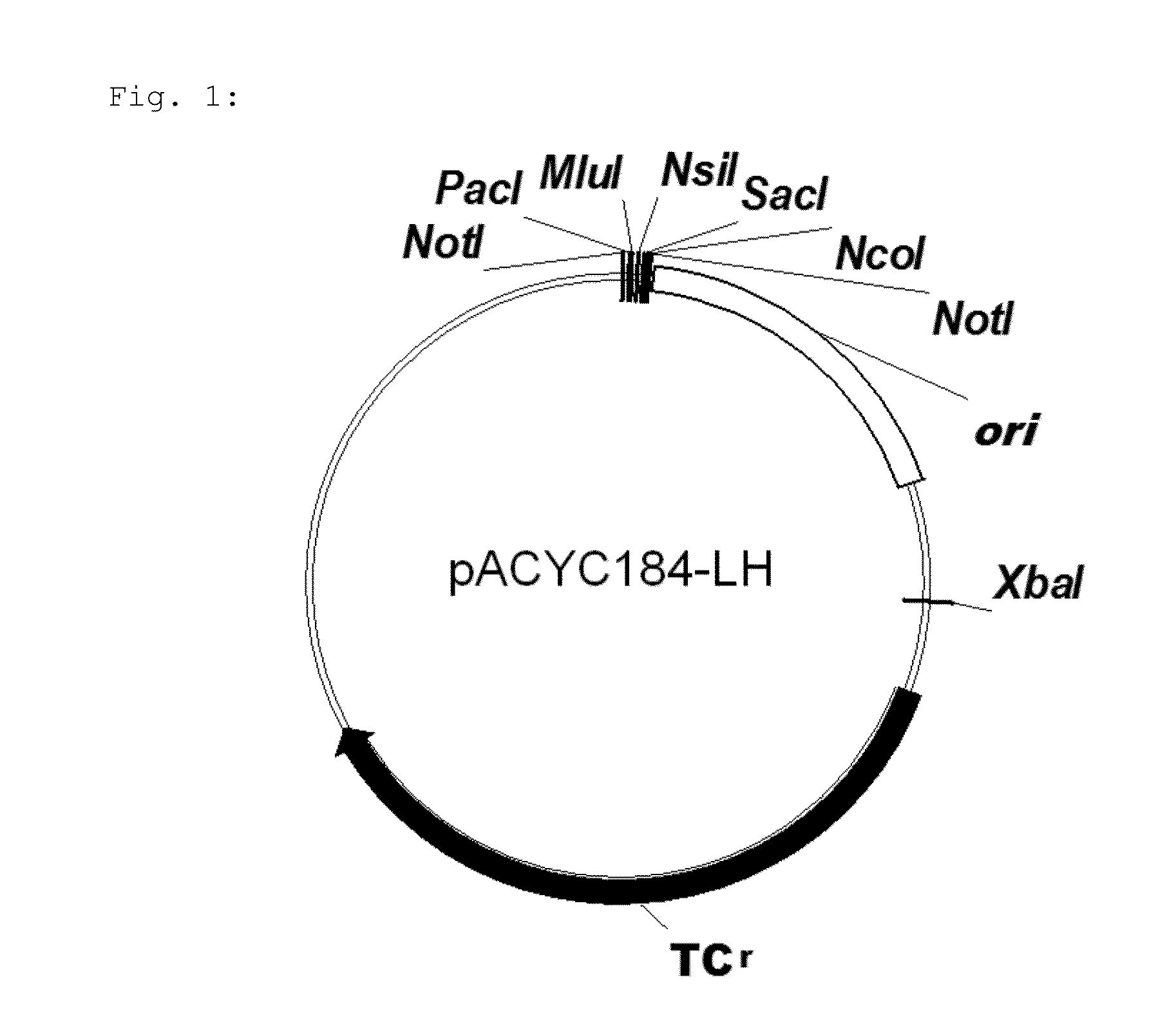 Microorganism and method for overproduction of gamma-glutamylcysteine and derivatives of this dipeptide by fermentation