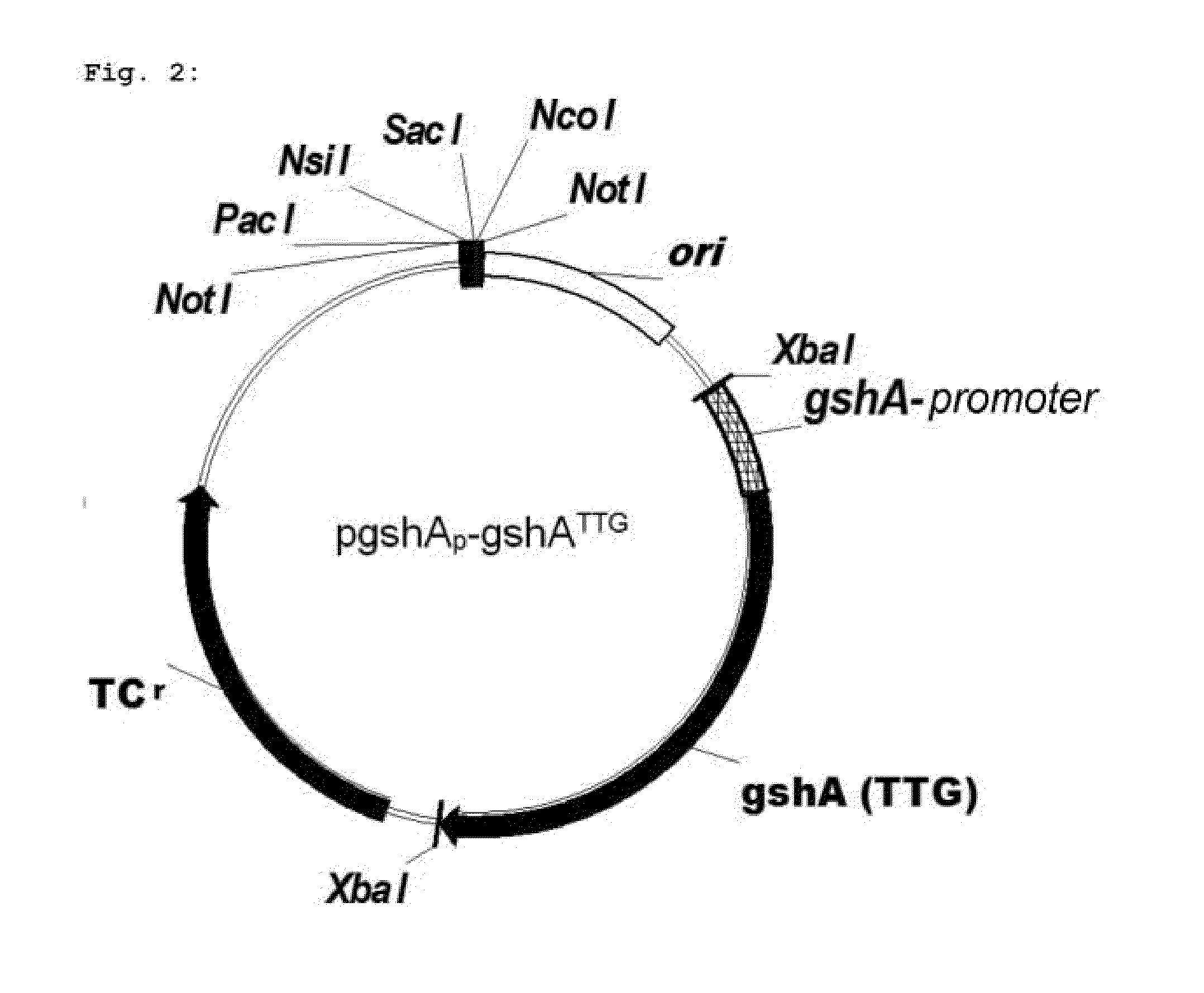 Microorganism and method for overproduction of gamma-glutamylcysteine and derivatives of this dipeptide by fermentation