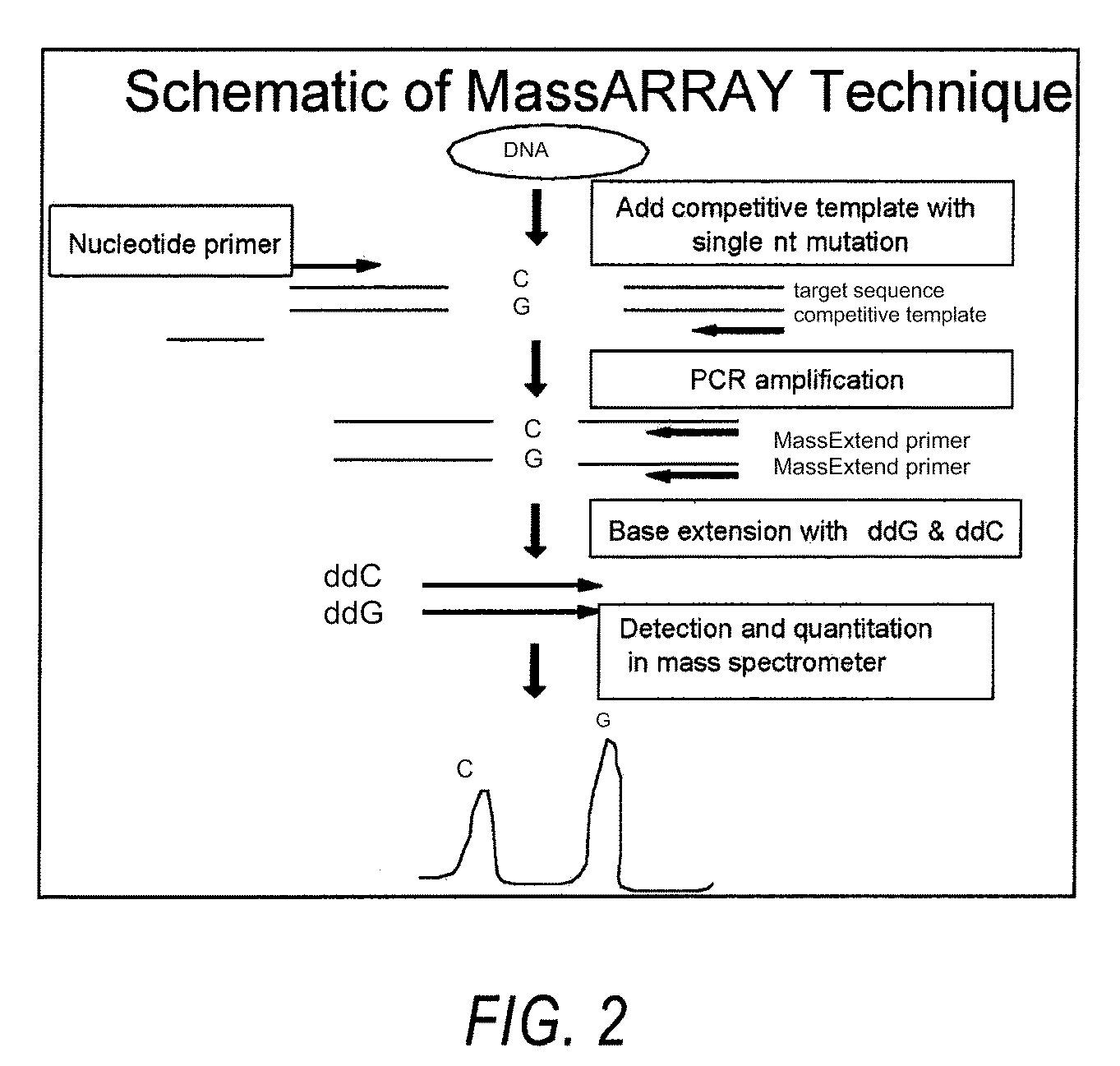 Systems, methods and compositions for detection of human papilloma virus in biological samples