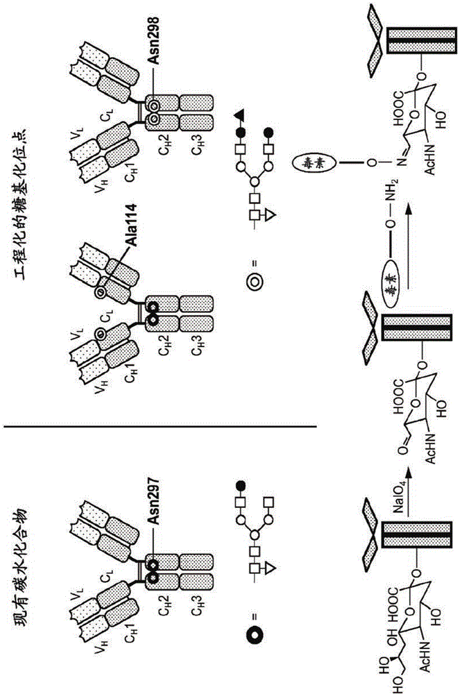 Fc containing polypeptides with altered glycosylation and reduced effector function