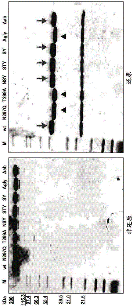 Fc containing polypeptides with altered glycosylation and reduced effector function