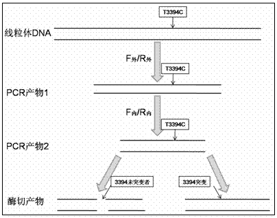 T3394C kit for detecting Leber disease