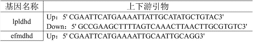 Engineering bacteria and application thereof