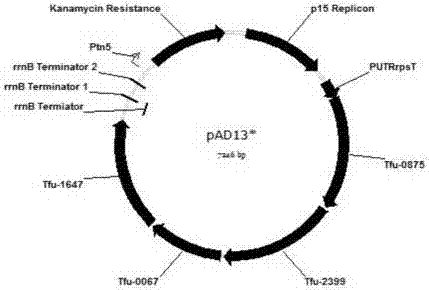 Colibacillus recombinant bacterium for producing adipic acid and application of colibacillus recombinant bacterium