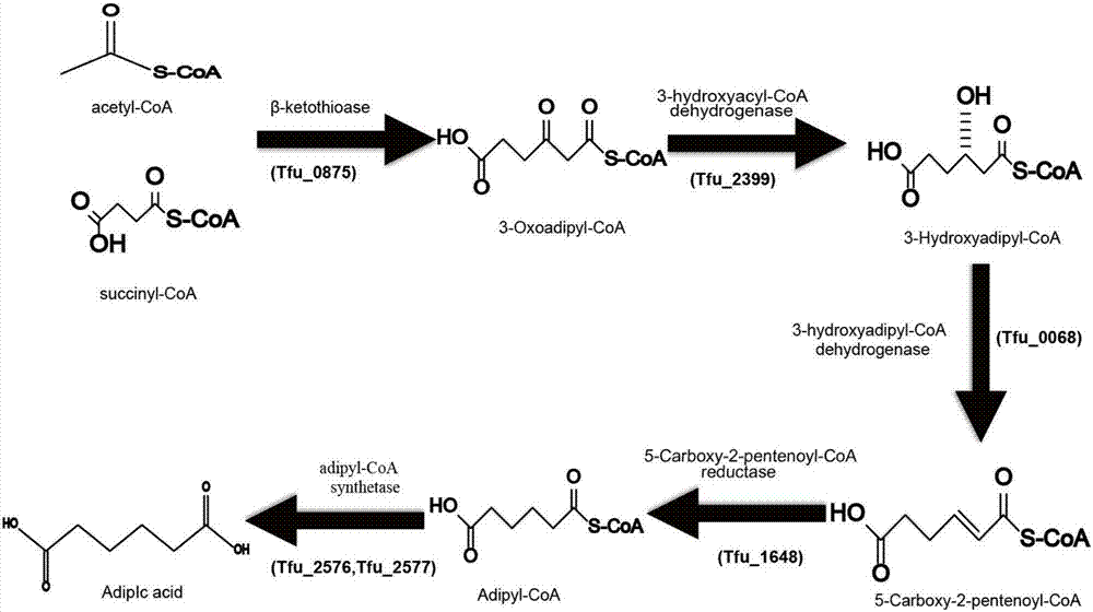 Colibacillus recombinant bacterium for producing adipic acid and application of colibacillus recombinant bacterium