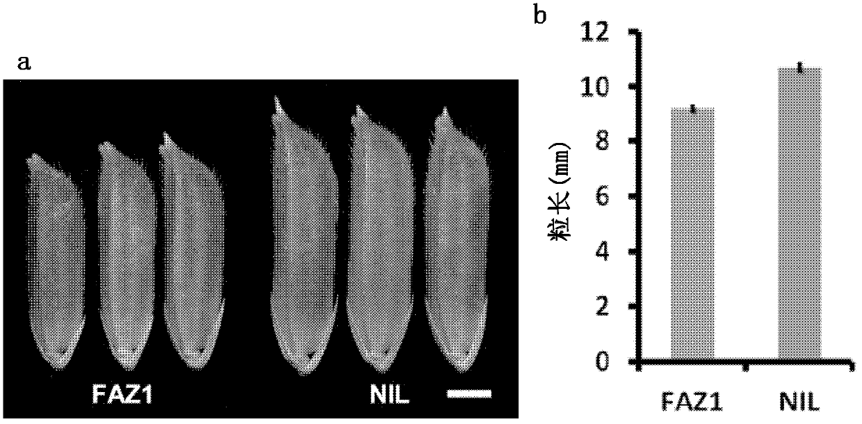 Rice long-grain related gene and application for same