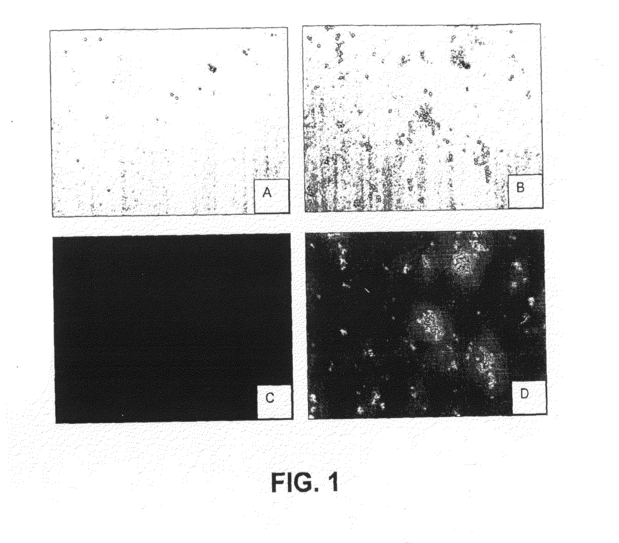 Dyes for analysis of protein aggregation