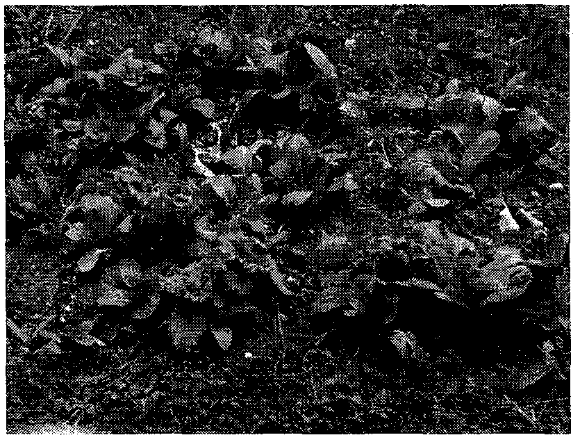 High-efficiency organic-matter biological fertilizer of tobaccos and preparation method thereof