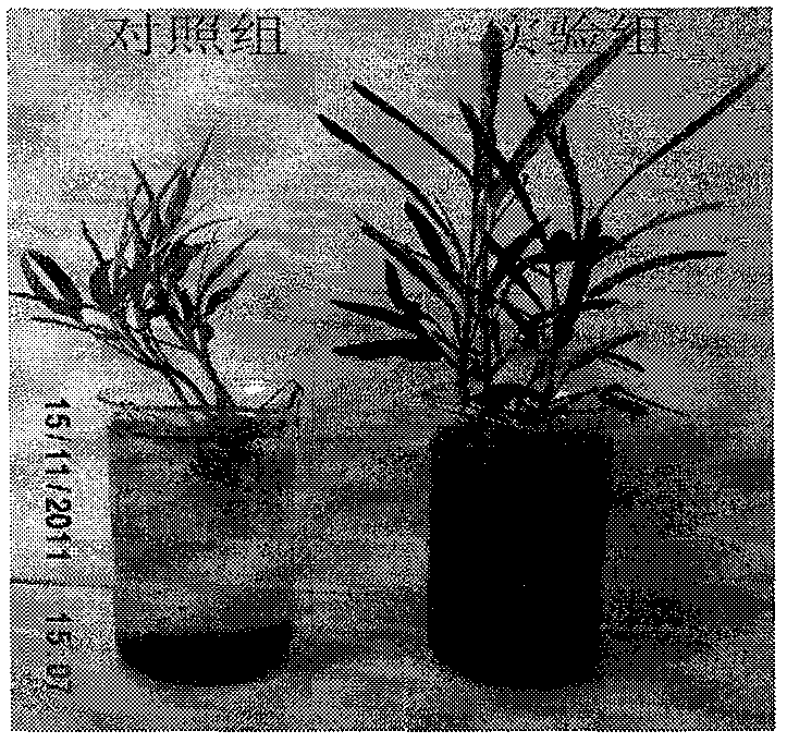 High-efficiency organic-matter biological fertilizer of tobaccos and preparation method thereof