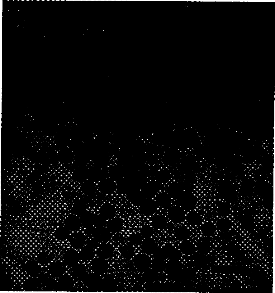 Preparation of rare earth luminous nanoparticle based on pyridine dicarboxylic acid