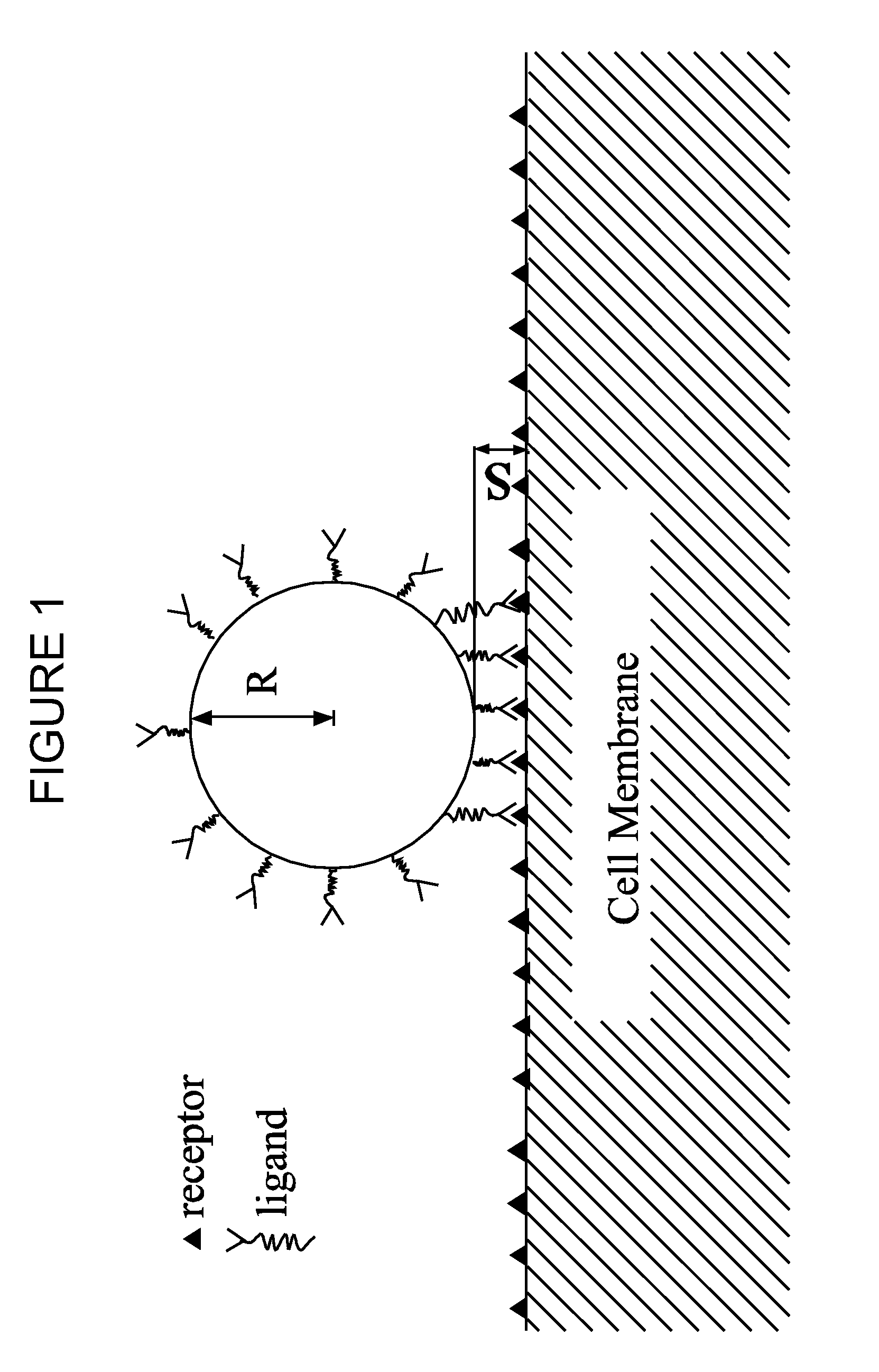 Endocytotic particles