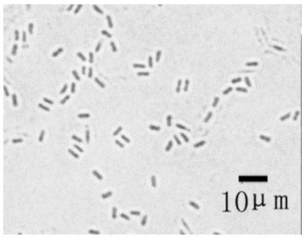 Bacillus amyloliquefaciens and application thereof to biocontrol on northern corn leaf blight