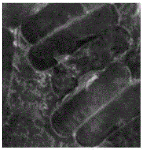 Bacillus amyloliquefaciens and application thereof to biocontrol on northern corn leaf blight