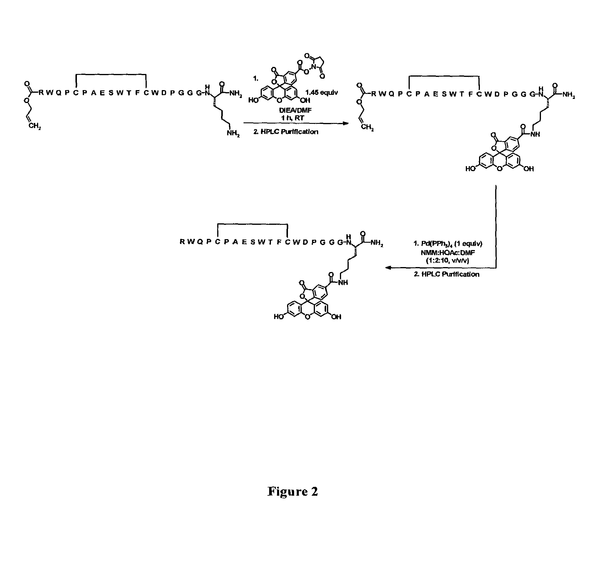 Fibrin-binding peptides and conjugates thereof