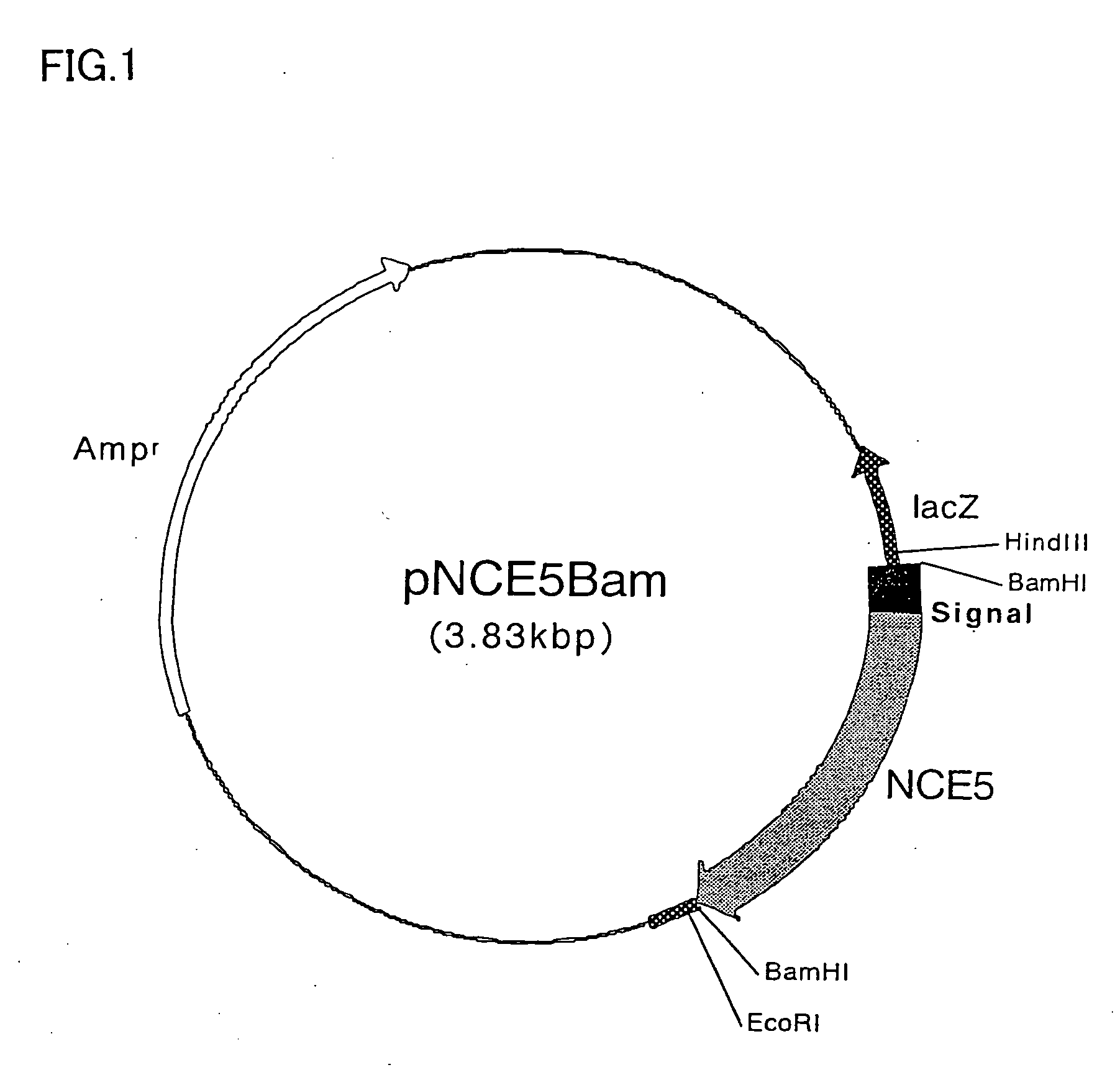 Endoglucanase nce5 and cellulase preparations containing the same