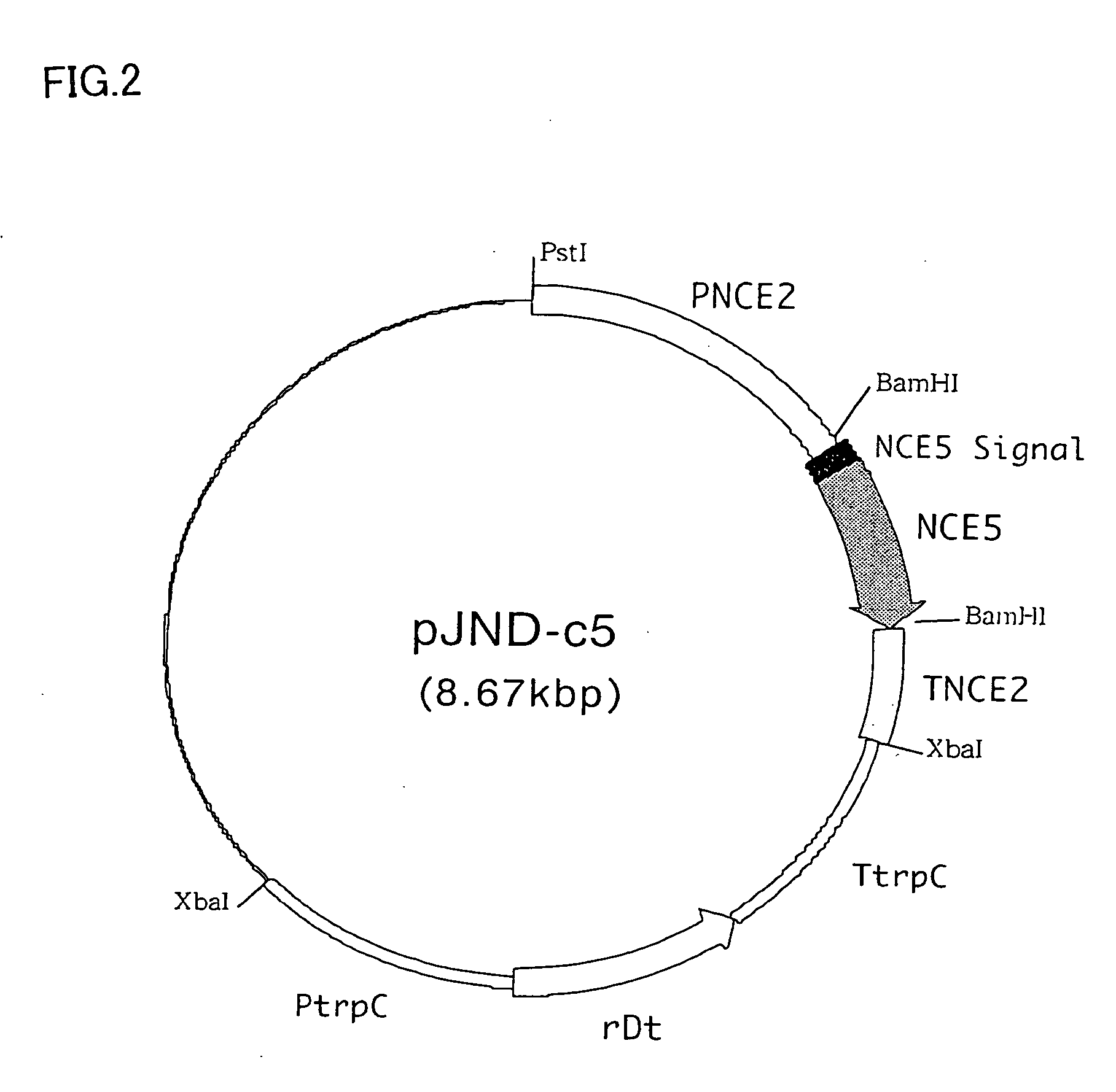 Endoglucanase nce5 and cellulase preparations containing the same