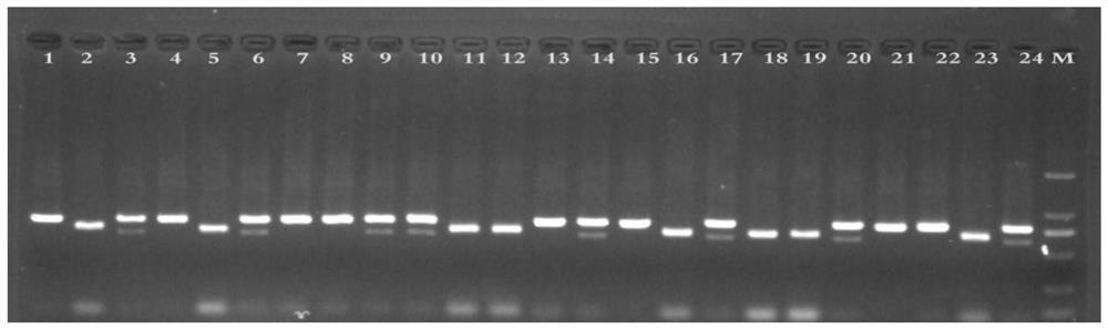 Molecular marker closely linked to leaf angle gene of paddy, detection method and application