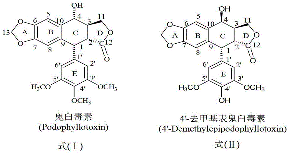 Esterified podophyllum derivative with antitumor activity and preparation method and usage of esterified podophyllum derivative