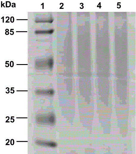 Photo-crosslinking sericin protein hydrogel and preparation method and application thereof