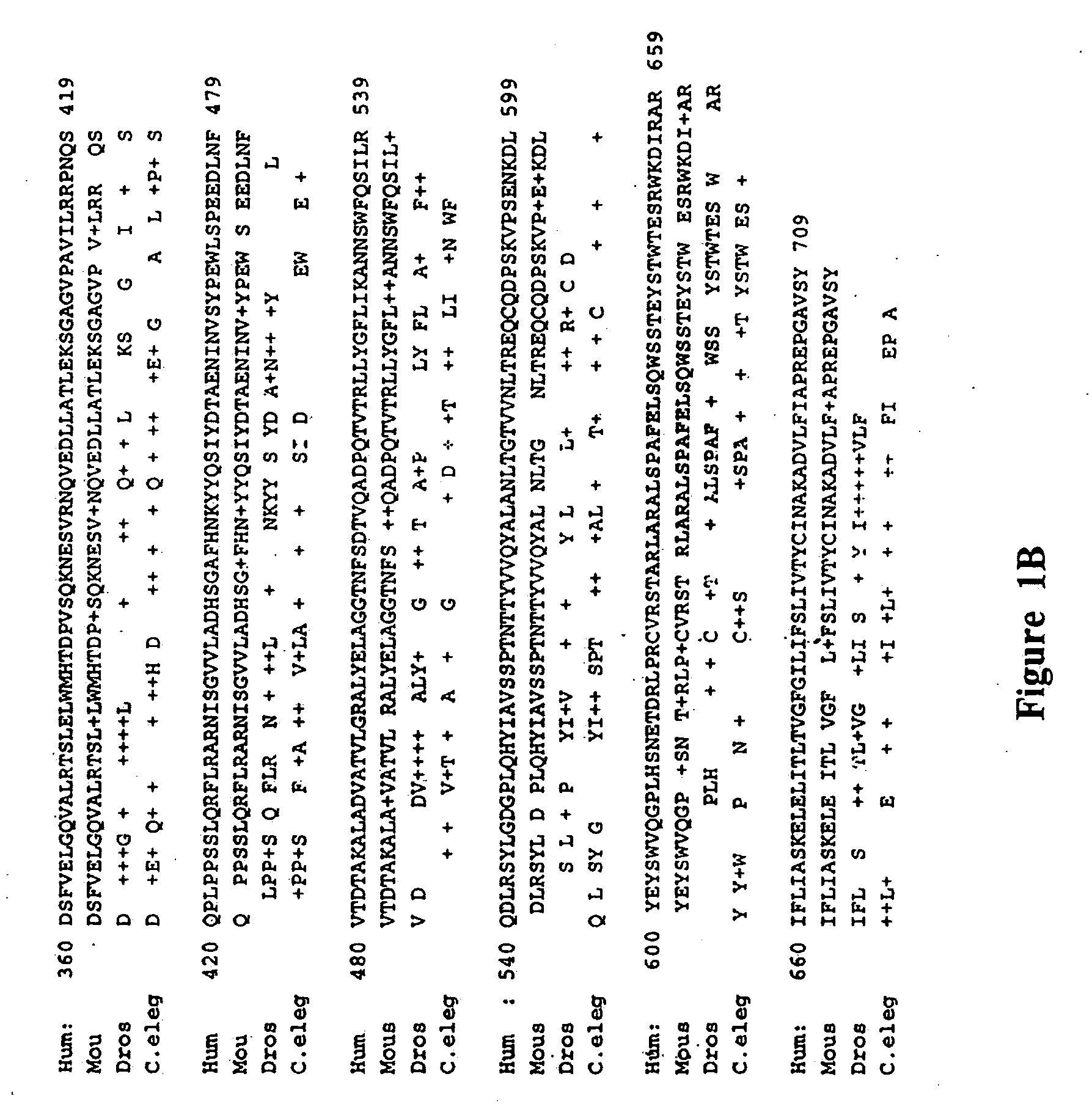 Novel presenilin associated membrane protein (PAMP) and uses thereof