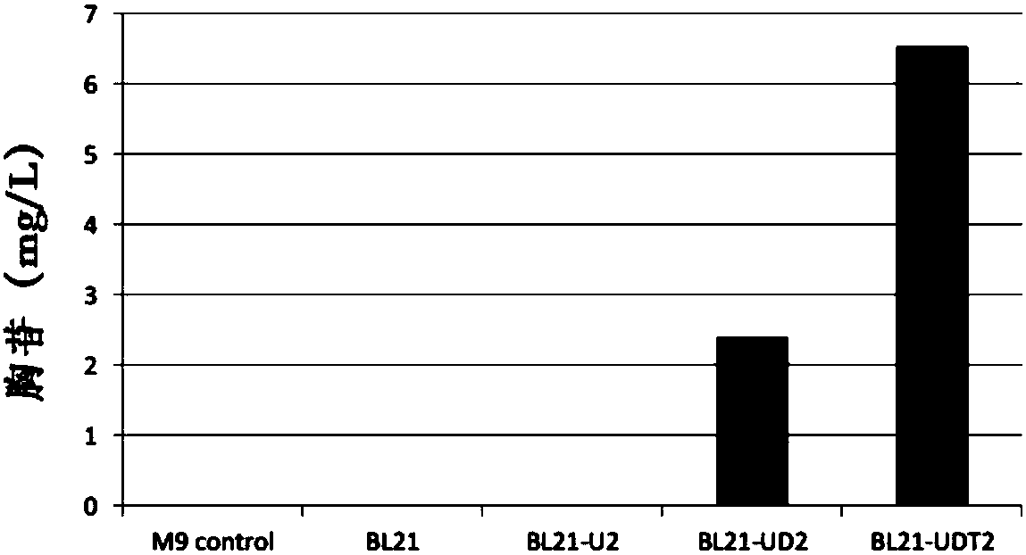 Engineering strain for producing beta-thymidine, and application thereof