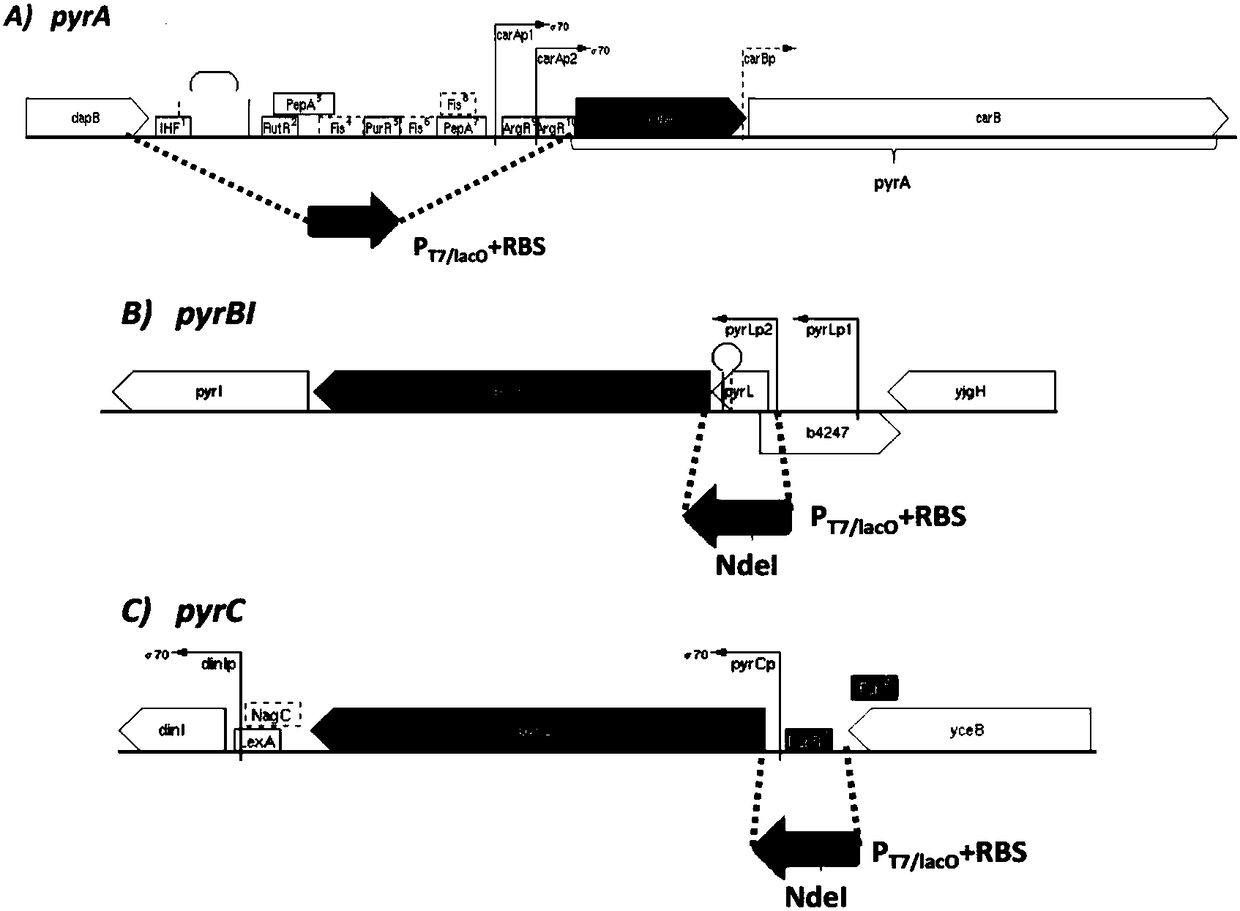 Engineering strain for producing beta-thymidine, and application thereof