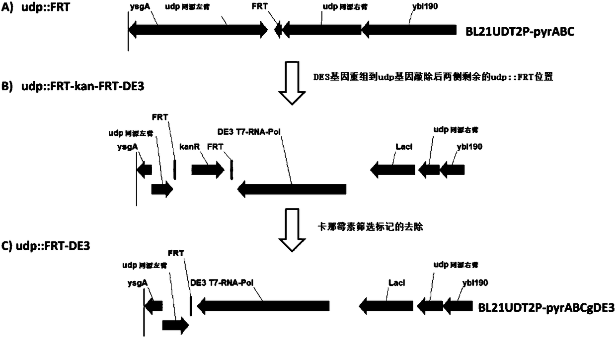 Engineering strain for producing beta-thymidine, and application thereof