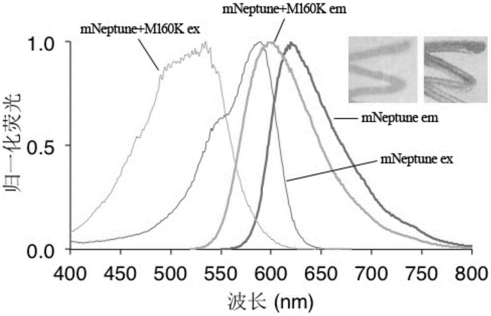 Large stokes displacement fluorescent protein CyOFP and application thereof