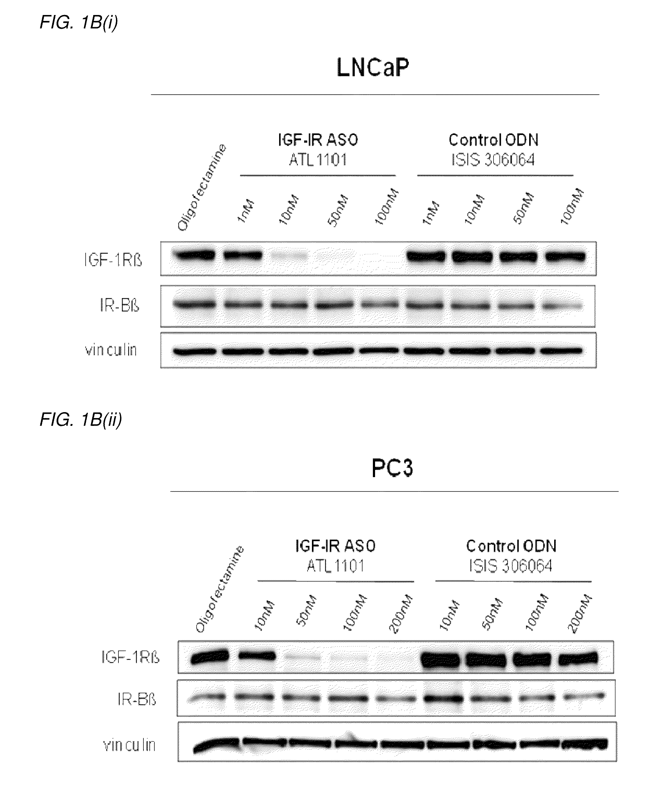 Modulation of insulin like growth factor i receptor expression in cancer