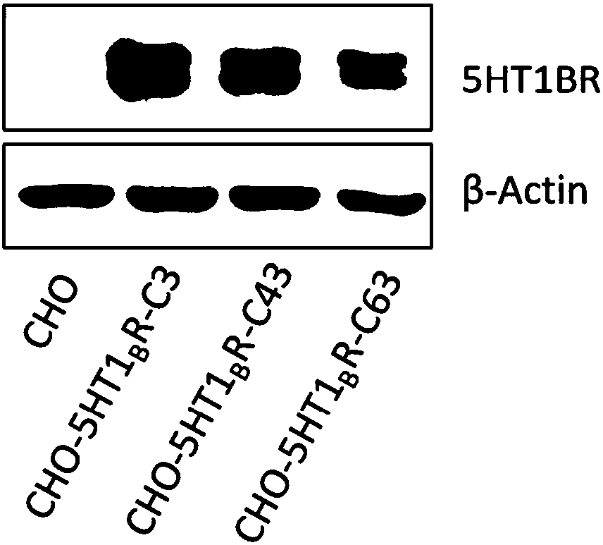 Cell model and constructing method thereof, and applications of cell model in screening active substances targeting serotonin receptor