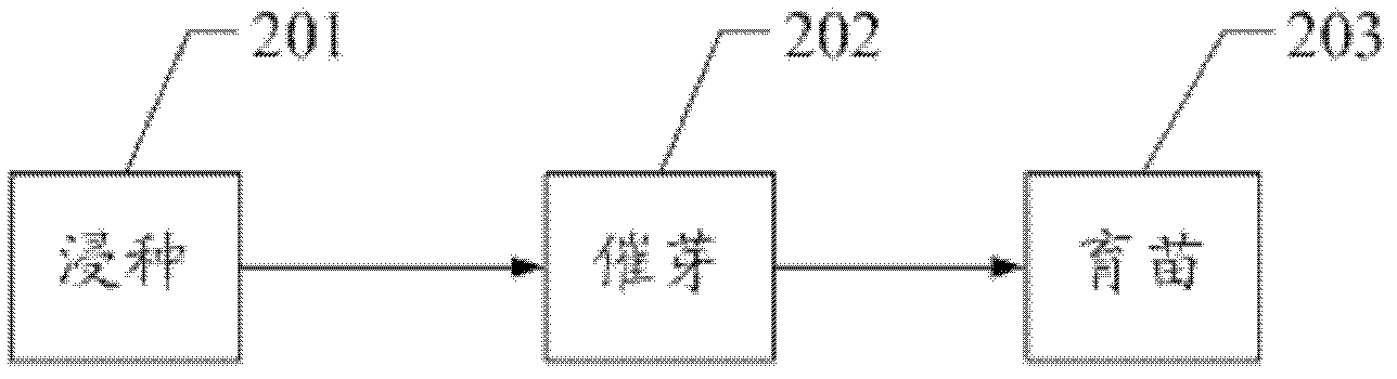 Method for growing pepper