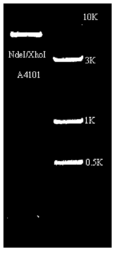 Apolygus lucorum membrane-bound trehalase, its coding sequence, vector and strain of sequence, and application of vector or strain