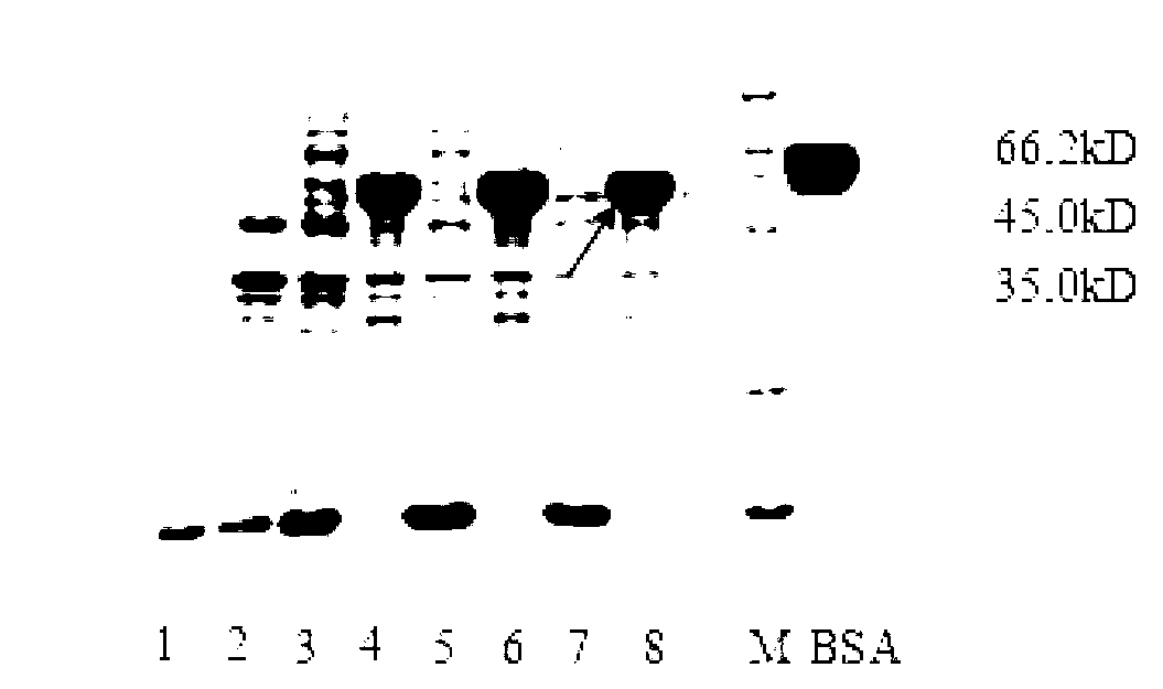 Apolygus lucorum membrane-bound trehalase, its coding sequence, vector and strain of sequence, and application of vector or strain