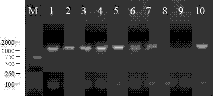 Porcine epidemic diarrhea virus and culture method and application thereof