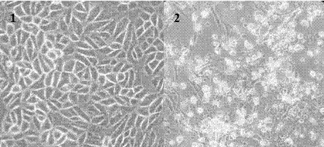 Porcine epidemic diarrhea virus and culture method and application thereof